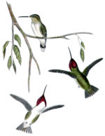 Female (upper) and males