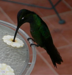  Magnificent Hummingbird