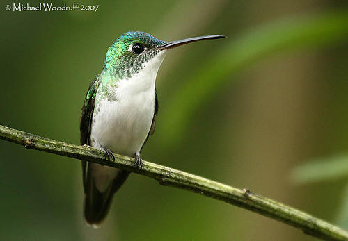 Andean Emerald hummingbird