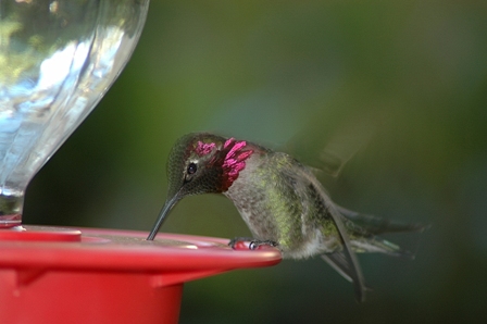 Anna's Hummingbird 