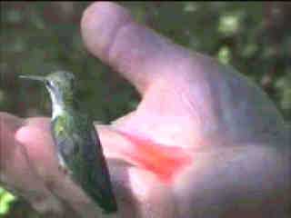 Hummingbird sitting in hand