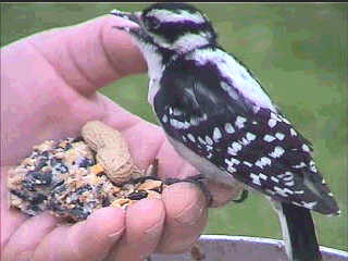 hand-feeding Downy Woodpecker