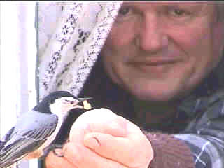 hand-feeding White-breasted Nuthatch