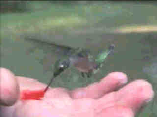 Hummingbird feeding out of hand