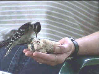 hand-feeding Downy Woodpecker