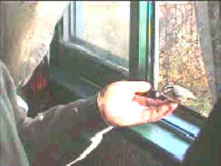 hand-feeding Red-breasted Nuthatch
