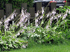 hosta hummingbird shade plant