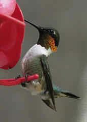 Male Ruby-throated hummingbird feeding