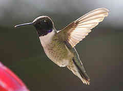 male Black-chinned hummingbird flying