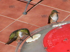 Scintillant Hummingbirds, male on right