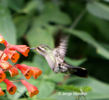 Amethyst-throated Hummingbird picture