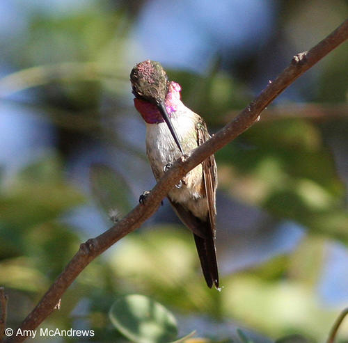 Beautiful hummingbird picture