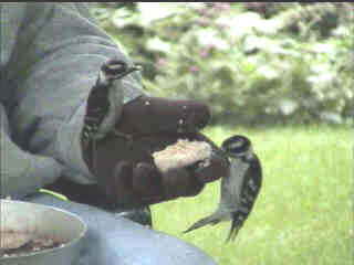 hand-feeding 2 Downy Woodpeckers at same time