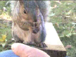 hand-feeding a Squirrel