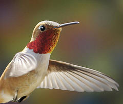 Ohio hummingbird picture-Rufous hummingbird, one of the hummingbird species in Ohio