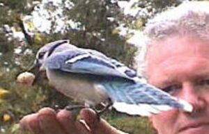 hand feeding blue jay