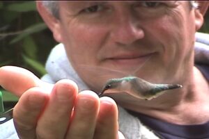 hand feeding a hummingbird