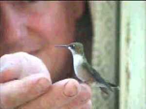 hand-feeding a ruby-throated hummingbird