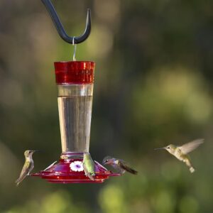 hummingbird inverted bottle feeder