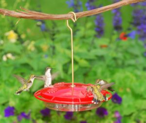 hummingbird feeder