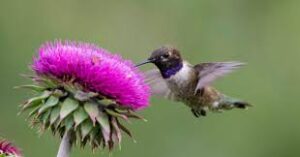 Black-chinned Hummingbird