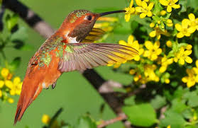 Allen’s Hummingbird