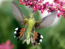 Broad-tailed Hummingbird