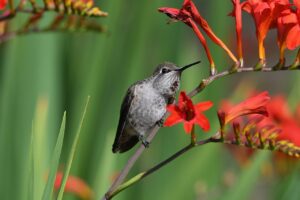 Anna’s Hummingbird