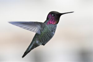 Anna's hummingbird