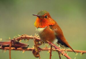 Rufous hummingbird