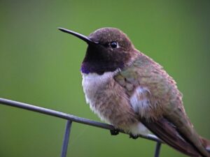 Black-chinned Hummingbird