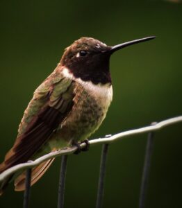 Black-chinned Hummingbird