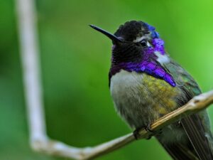 Costas hummingbird