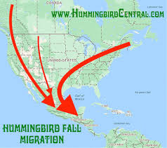 hummingbird migration routes