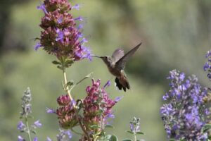 hummingbird feeding on flowers