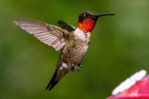 An adult male ruby-throated hummingbirdhummingbird hovers over the feeder.