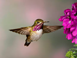 Calliope Hummingbird