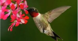 Ruby-throated Hummingbird