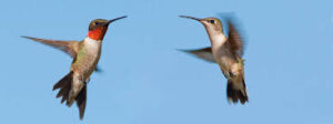 male and female hummingbirds