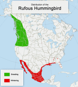 Rufous Hummingbird migration route