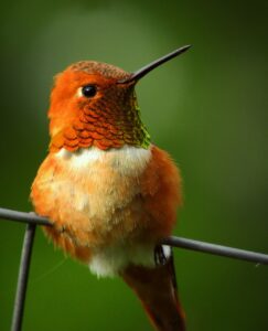 Rufous hummingbird