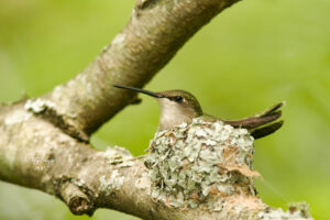 female hummingbird sitting on the nest incubating eggs