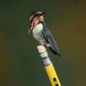 Bee hummingbird sitting on the end of a pencil for size comparison