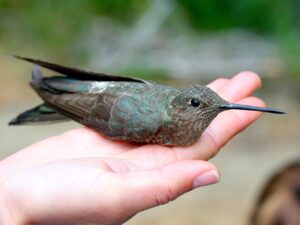 Giant Hummingbird sitting in a human hand for size comparrison