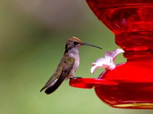 hummingbird at feeder