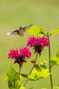 hummingbird and bee balm