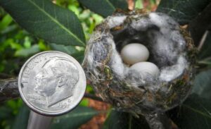 hummingbird nest with eggs next to a dime for size comparison