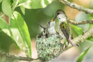 female hummingbird feeding babies in the nest