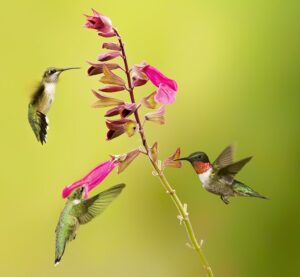 hummingbirds feeding on flower nectar