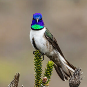 Chimborazo Hillstar hummingbird of Ecuador